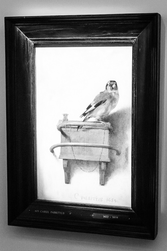 Carel Fabritius Il cardellino, 1654 olio su tavola, cm 33,5 x 22,8 acquisito nel 1896 (Inv. n. 605)