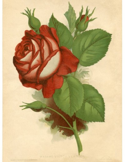Red-Rose-Vintage