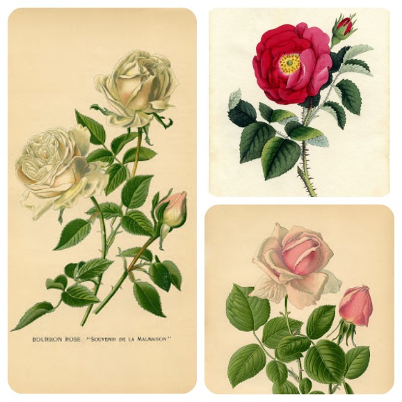 rose vintage da stampare.jpg