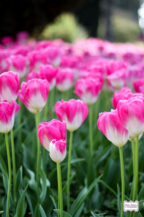 tulipani_rosa_parco_sigurta_giardino