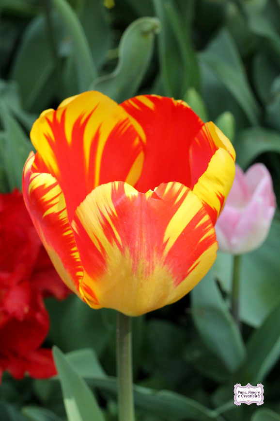 tulipano_giallo_rosso_parco_sigurta