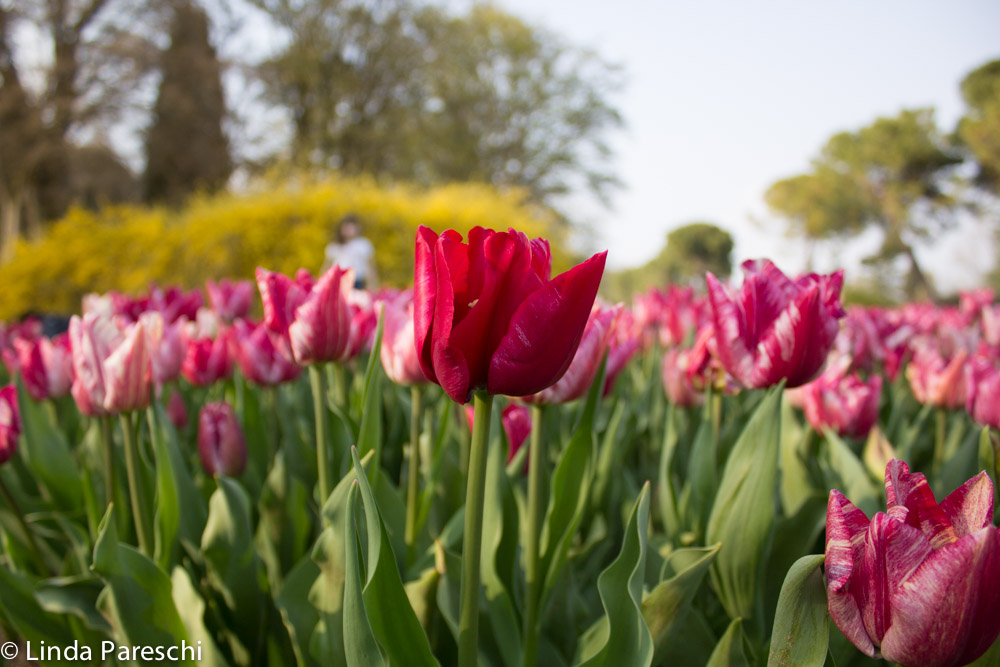 parco giardino sigurta- tulipani 