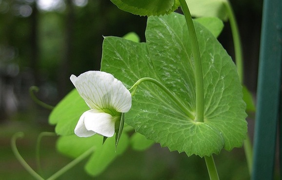 fiore piselli.jpg