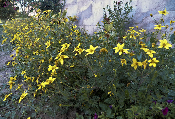 fiori gialli