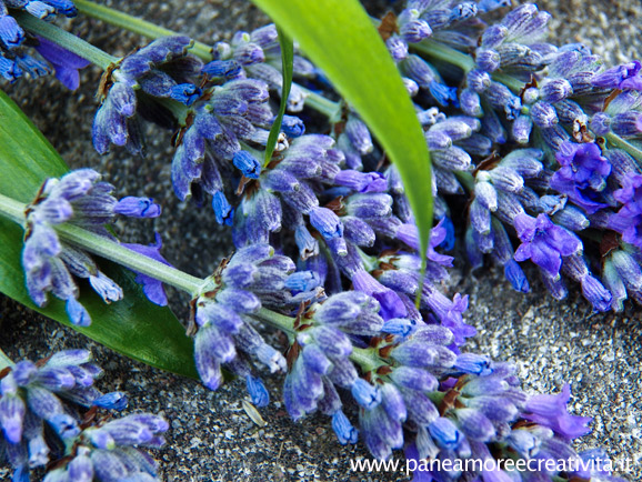 lavanda-2