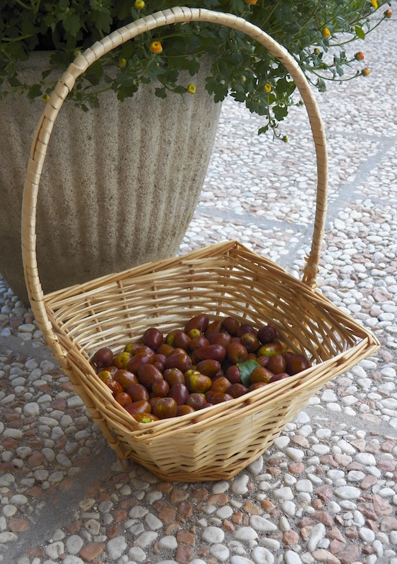 giuggiole nel cestino-2
