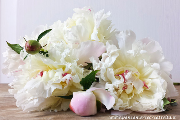 peonia-2