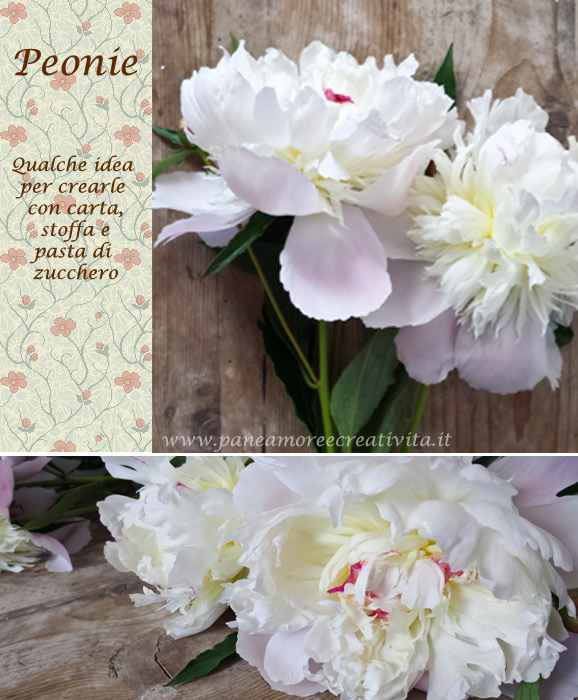 peonie-blog