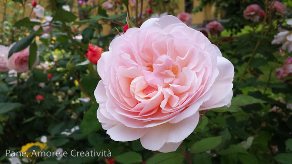 Rose vintage da stampare