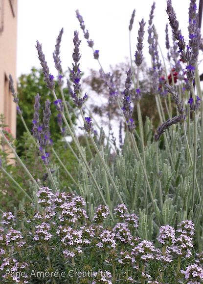 lavanda