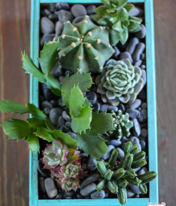 Tutorial: cachepot diy per le piante grasse
