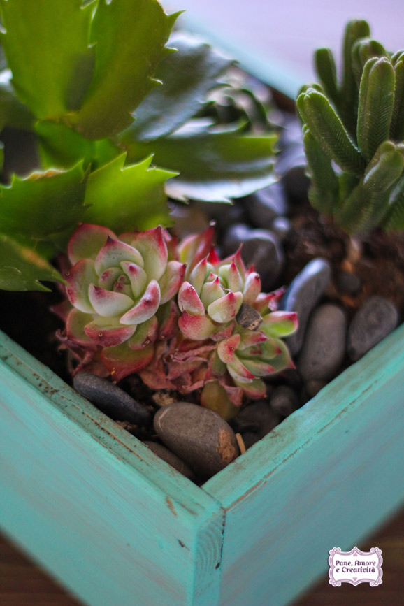 succulents garden 2