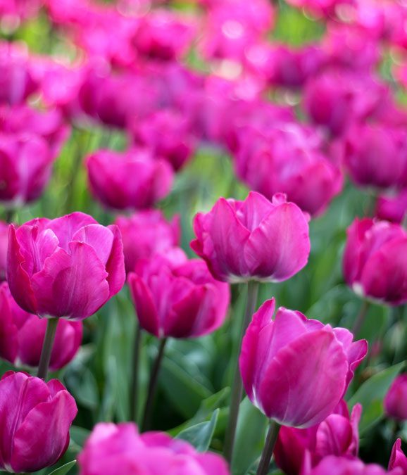 Dove vedere le fioriture di tulipani