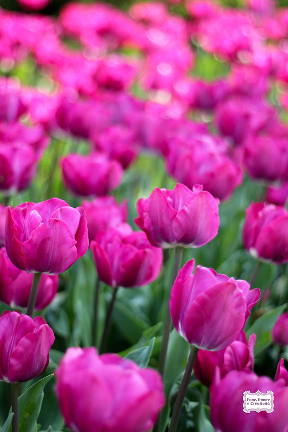 tulipani_fucsia_parco_sigurta