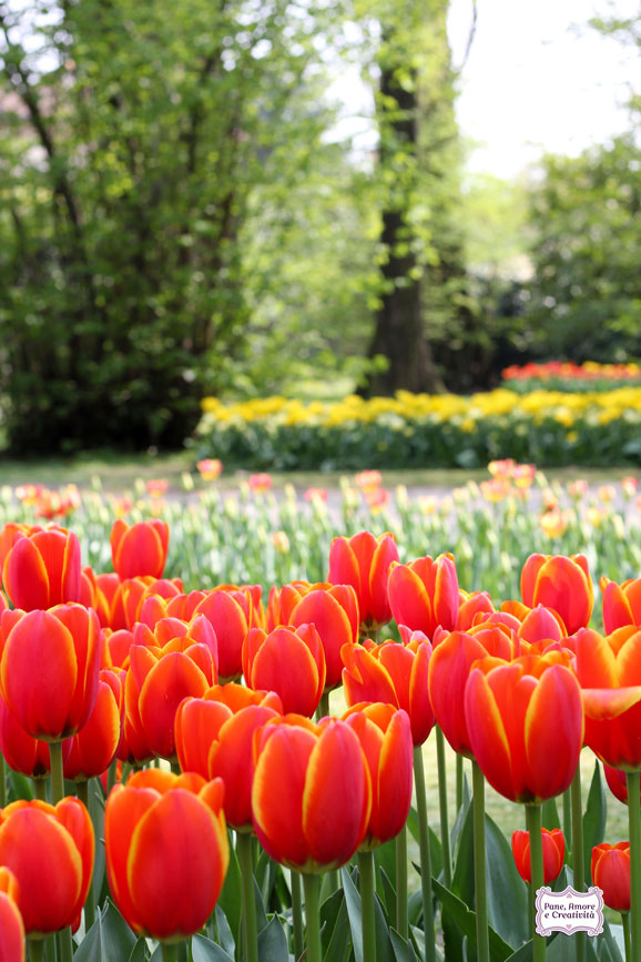 tulipani_gialli_e_rossi_parco_sigurta