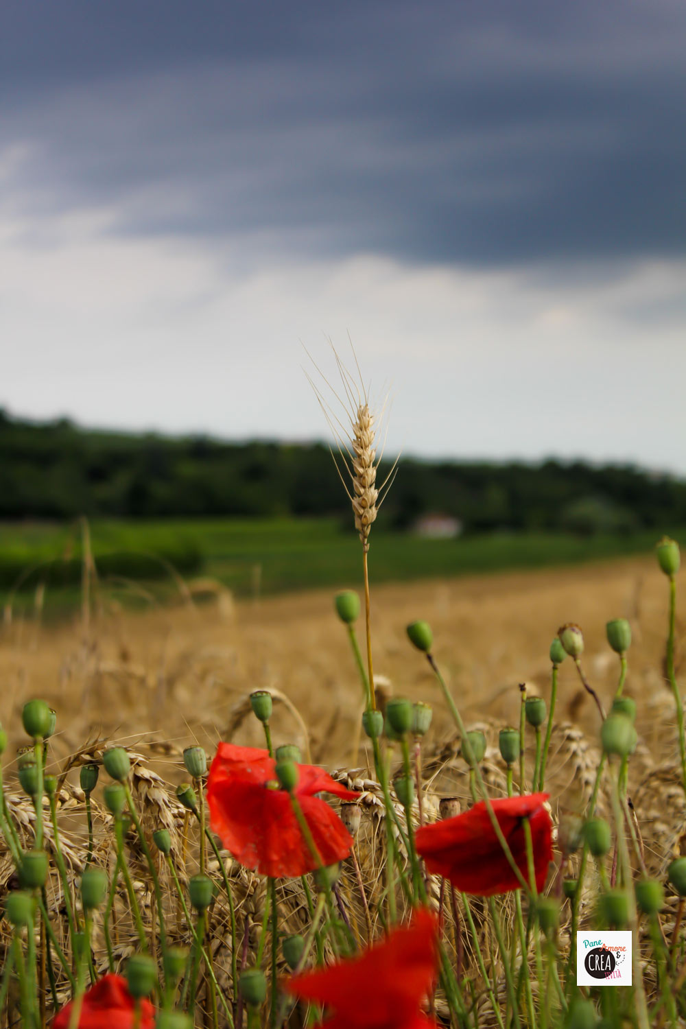 campo-di-grano-e-papaveri