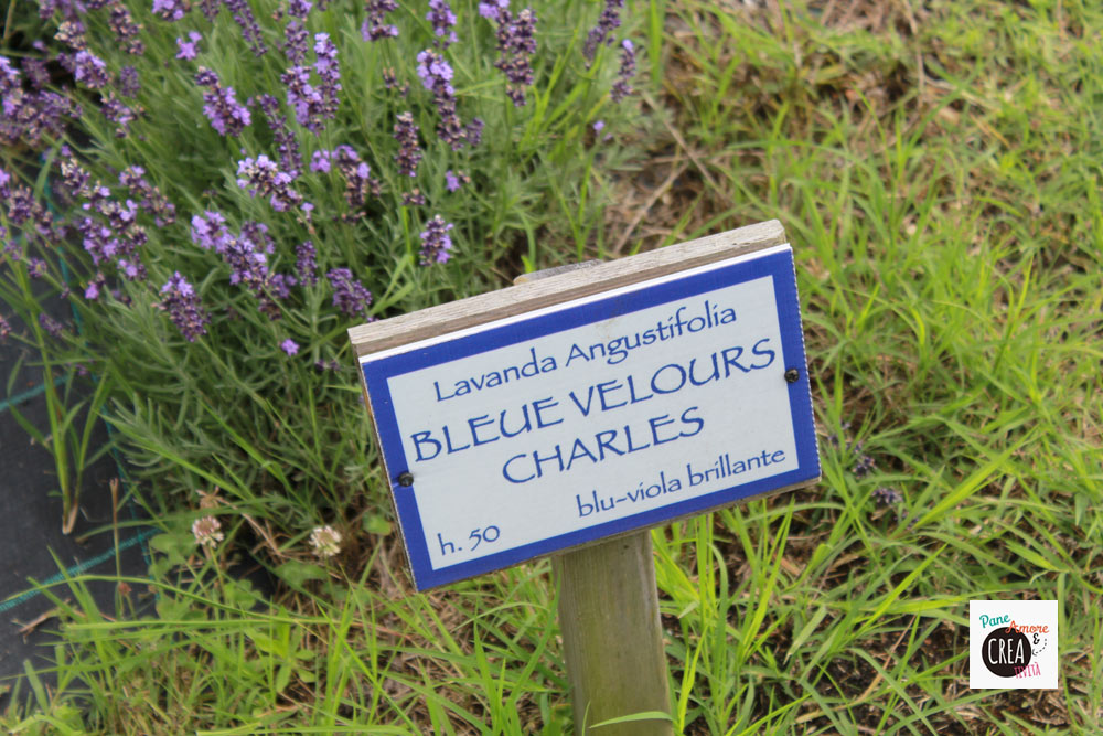 cartello-lavanda-2