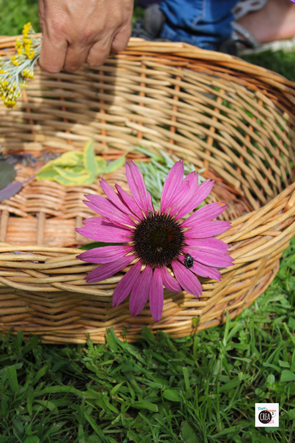 cesto-con-echinacea