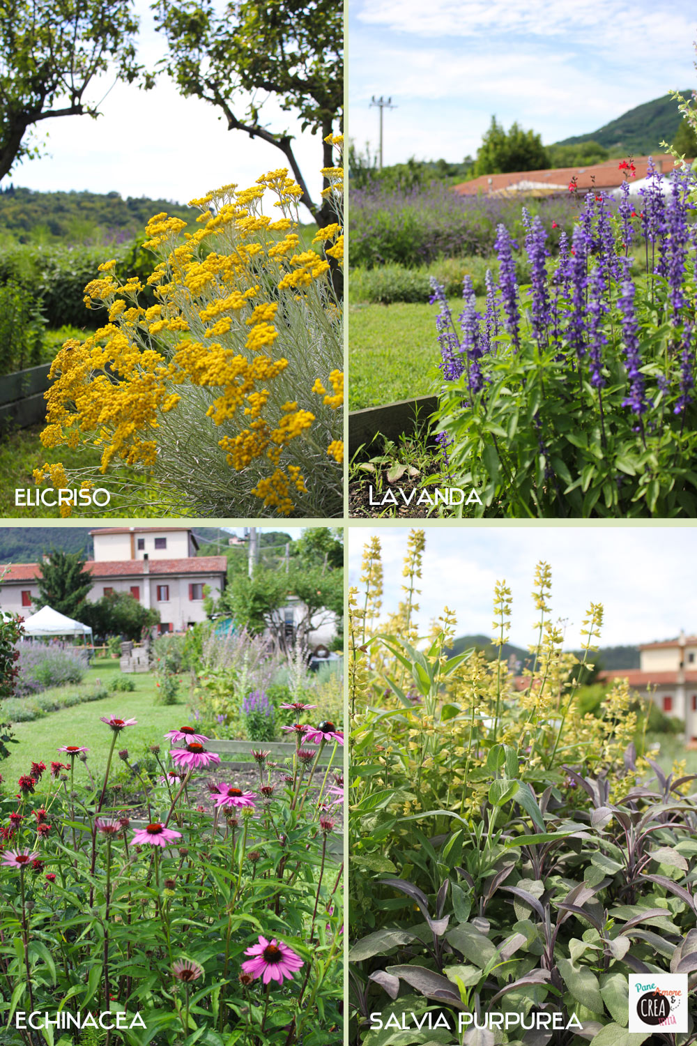 erbe-aromatiche