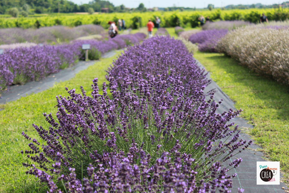 filare-di-lavanda2