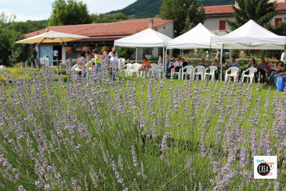 lavandeto-arqua-petrarca---festa
