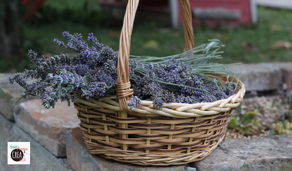 raccolta-della-lavanda-2