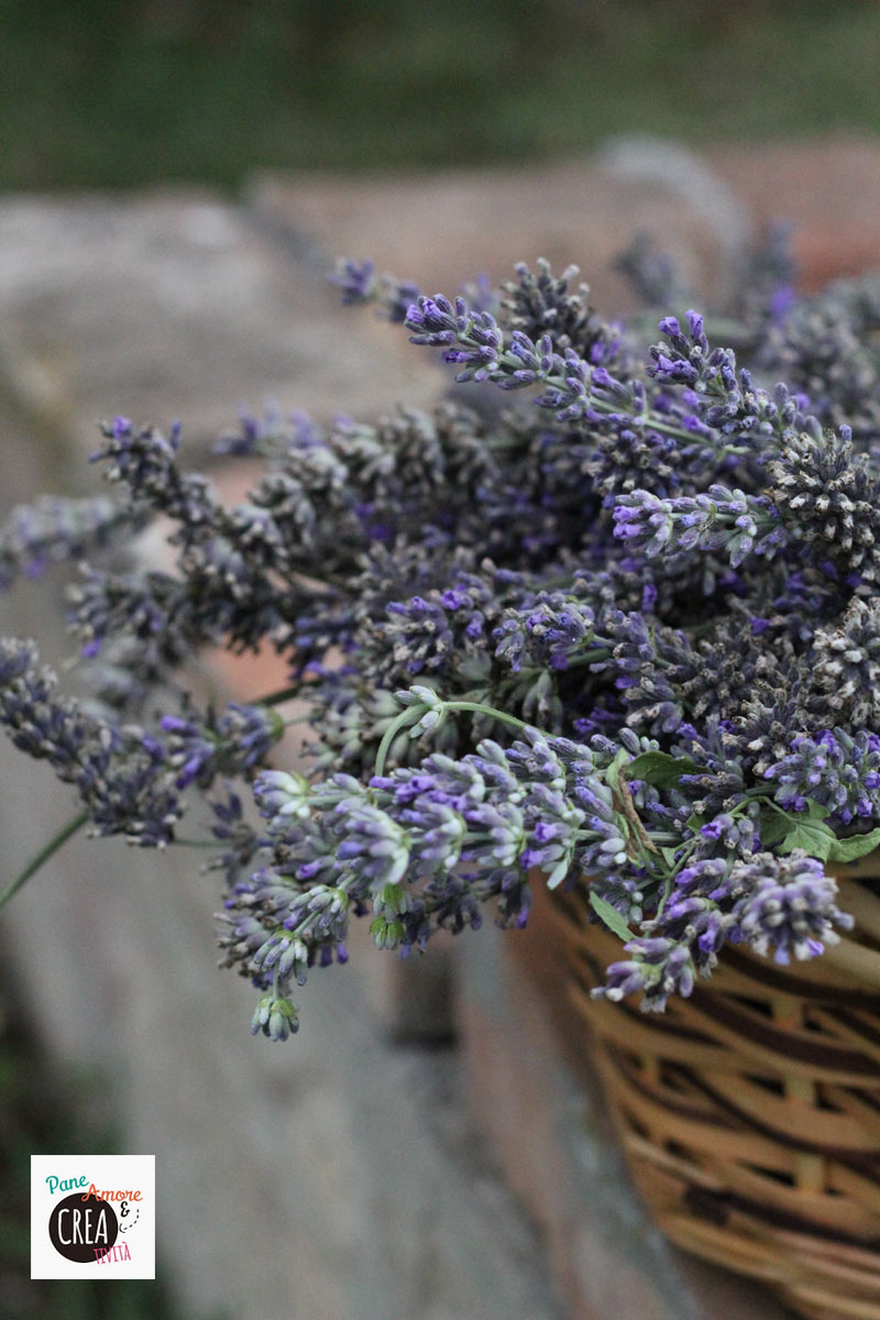 raccolta-della-lavanda