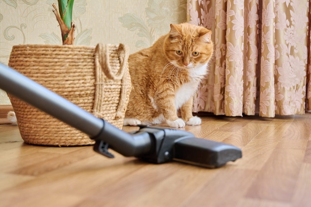 Guida all’acquisto di un aspirapolvere: vademecum pratico
