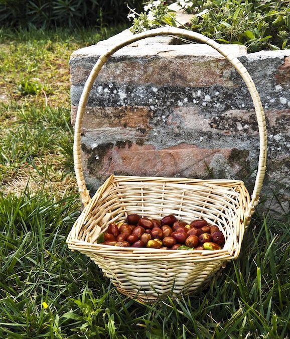 16 ricette con le giuggiole