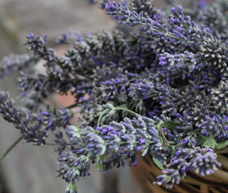 La raccolta della lavanda